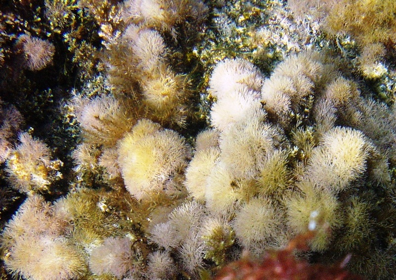 Jania sp.